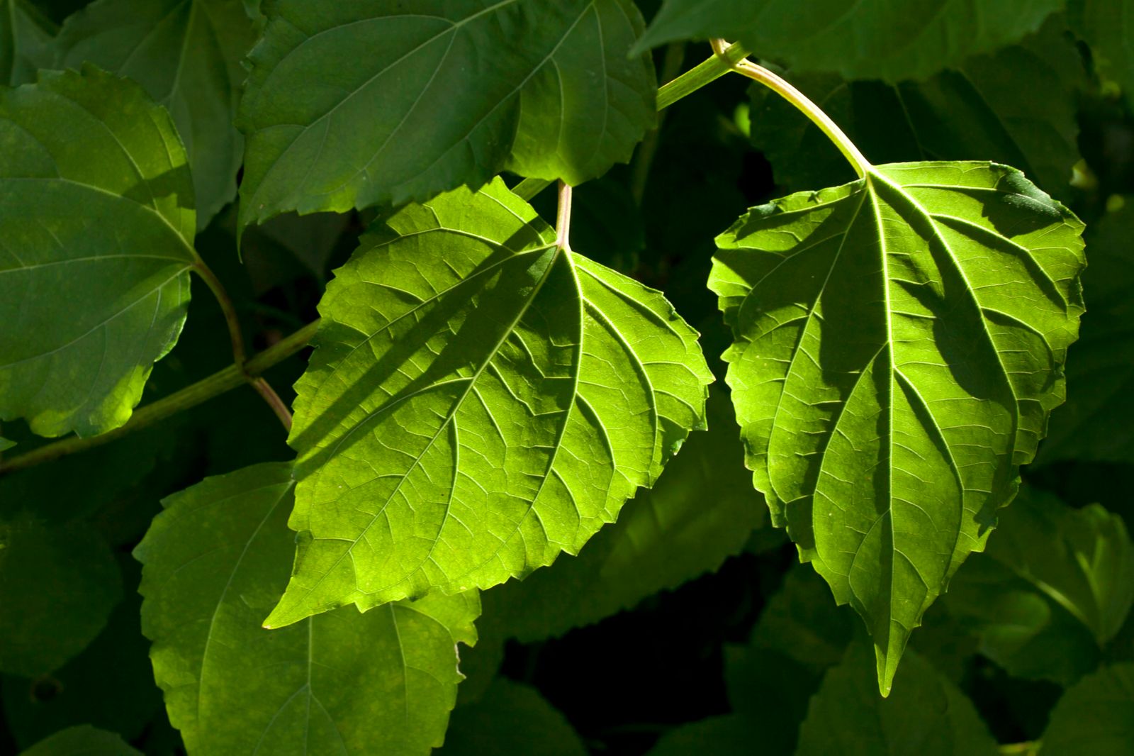 Como calmar el sistema nervioso de forma natural